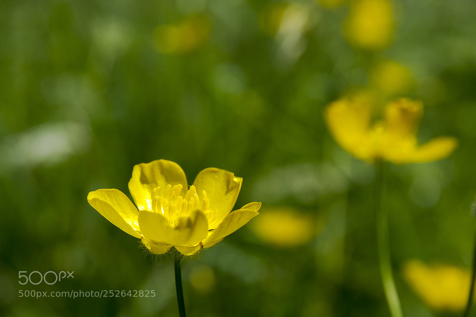 Nikon D200 sample photo. Buttercup close-up photography