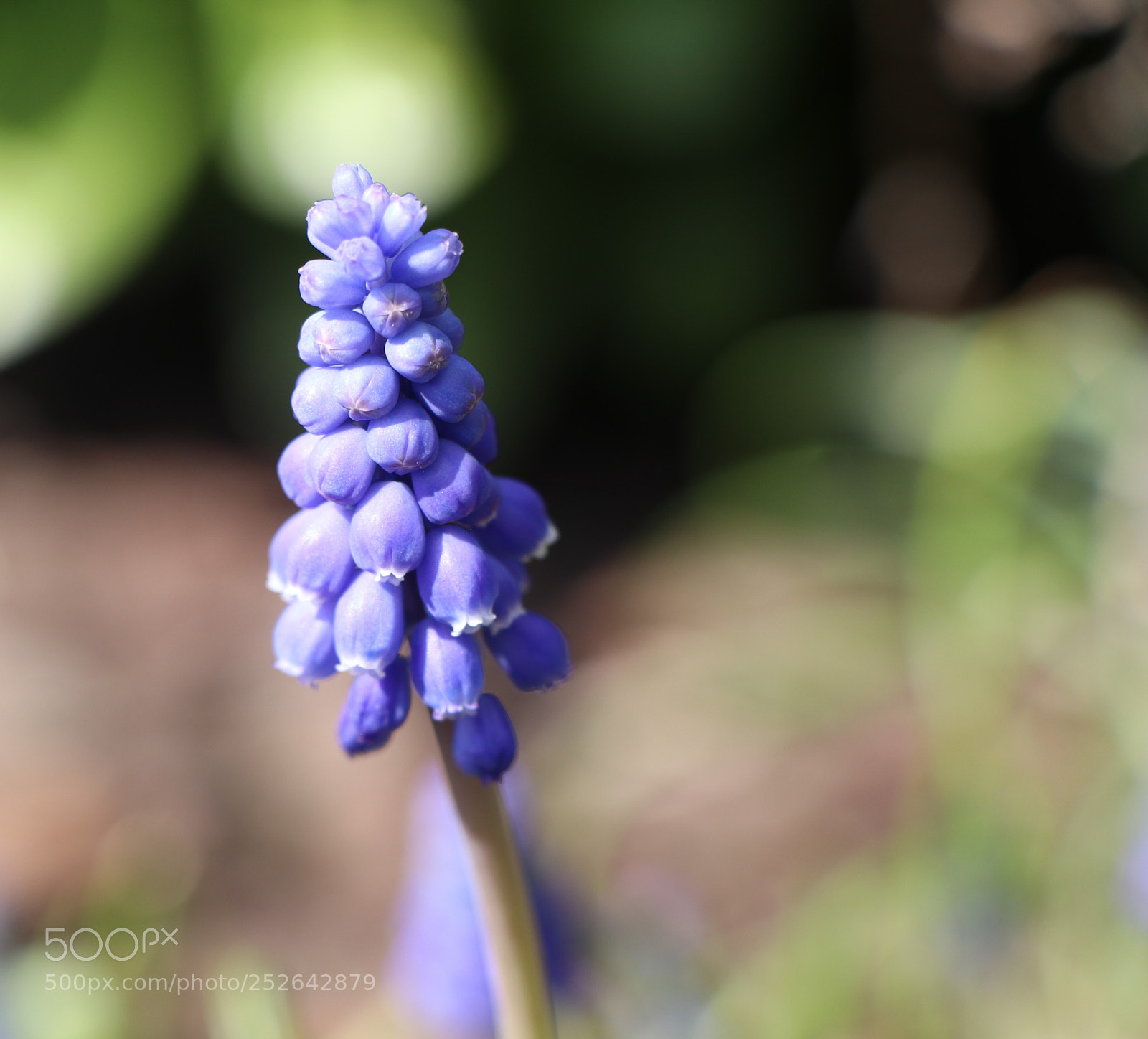 Canon EOS 80D sample photo. Img photography