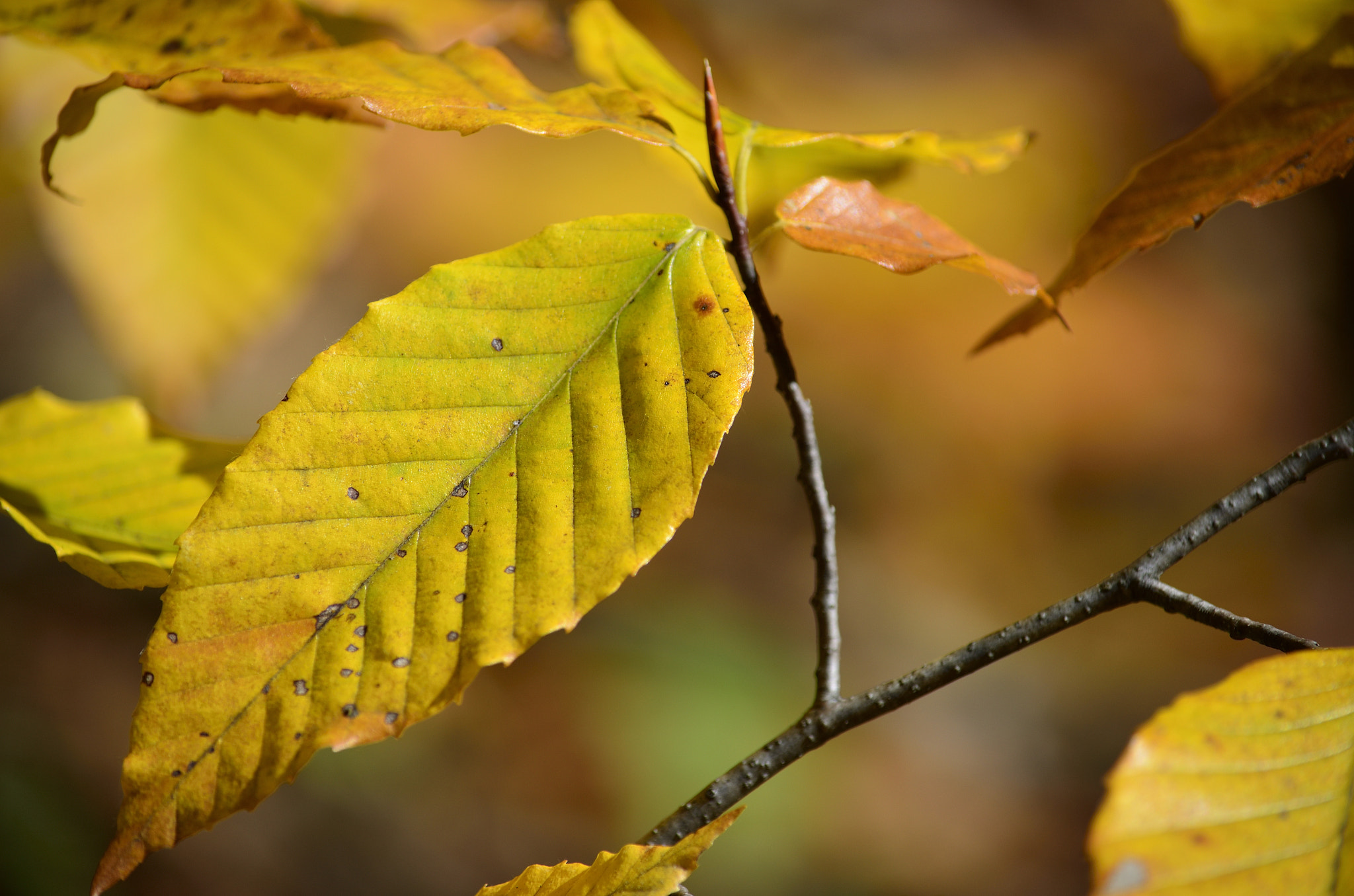 Nikon D5100 sample photo. Golden photography