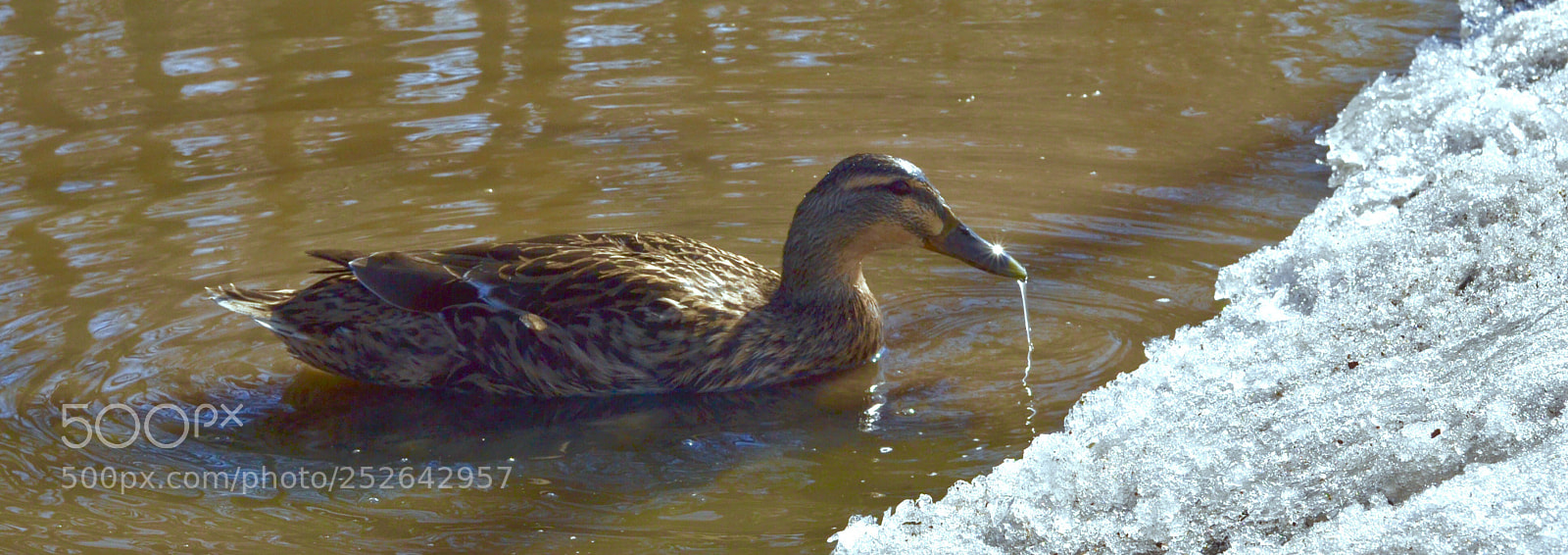 Nikon D3100 sample photo. Duckplay in muddy water photography