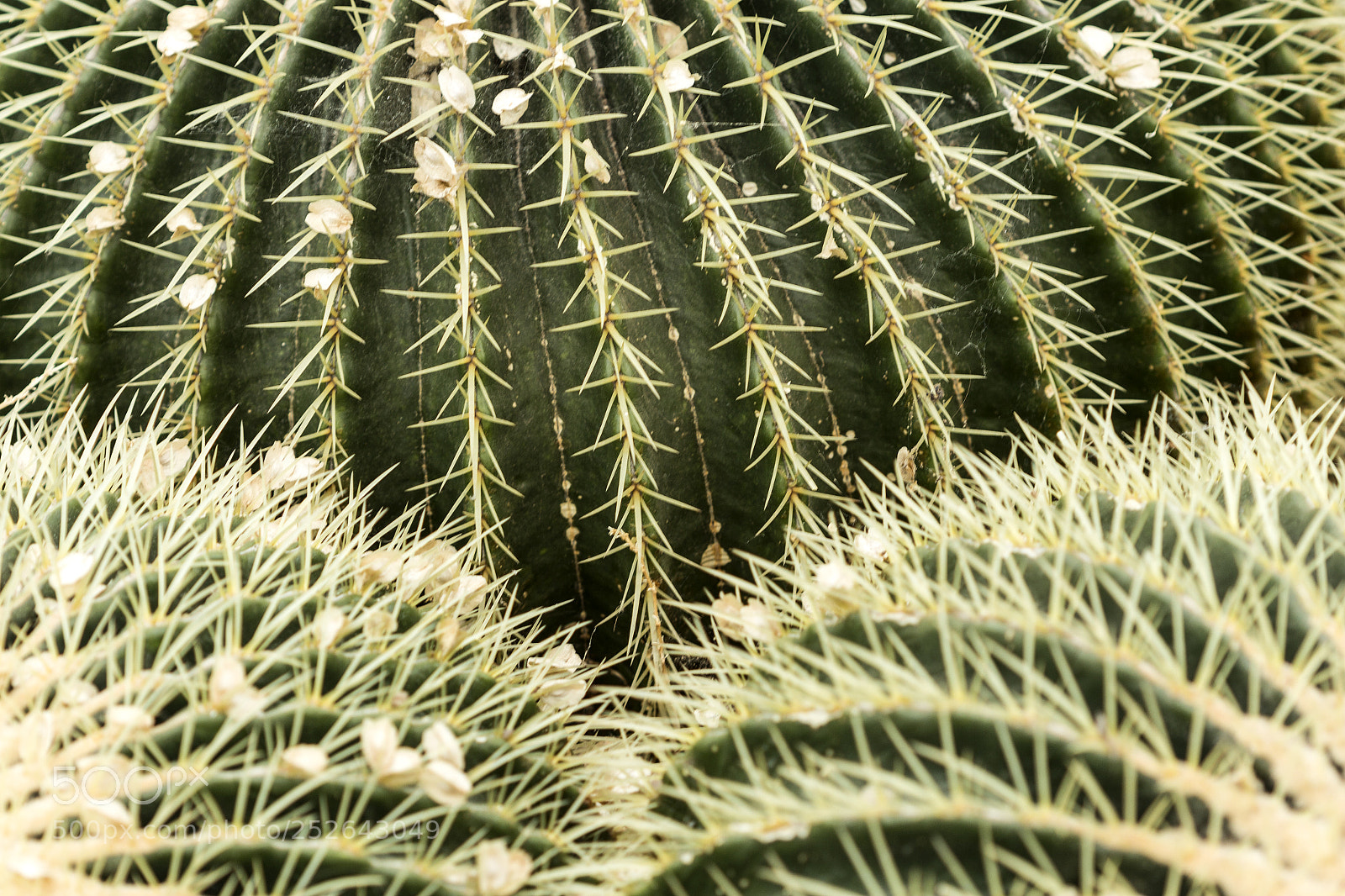 Canon EOS 700D (EOS Rebel T5i / EOS Kiss X7i) sample photo. Cacti photography