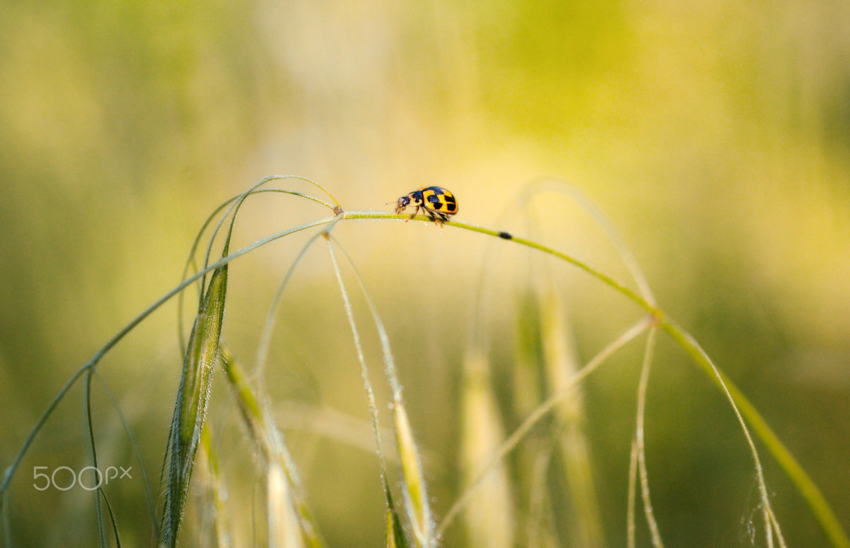 Nikon D300S + Nikon AF Micro-Nikkor 60mm F2.8D sample photo. Little big adventure photography