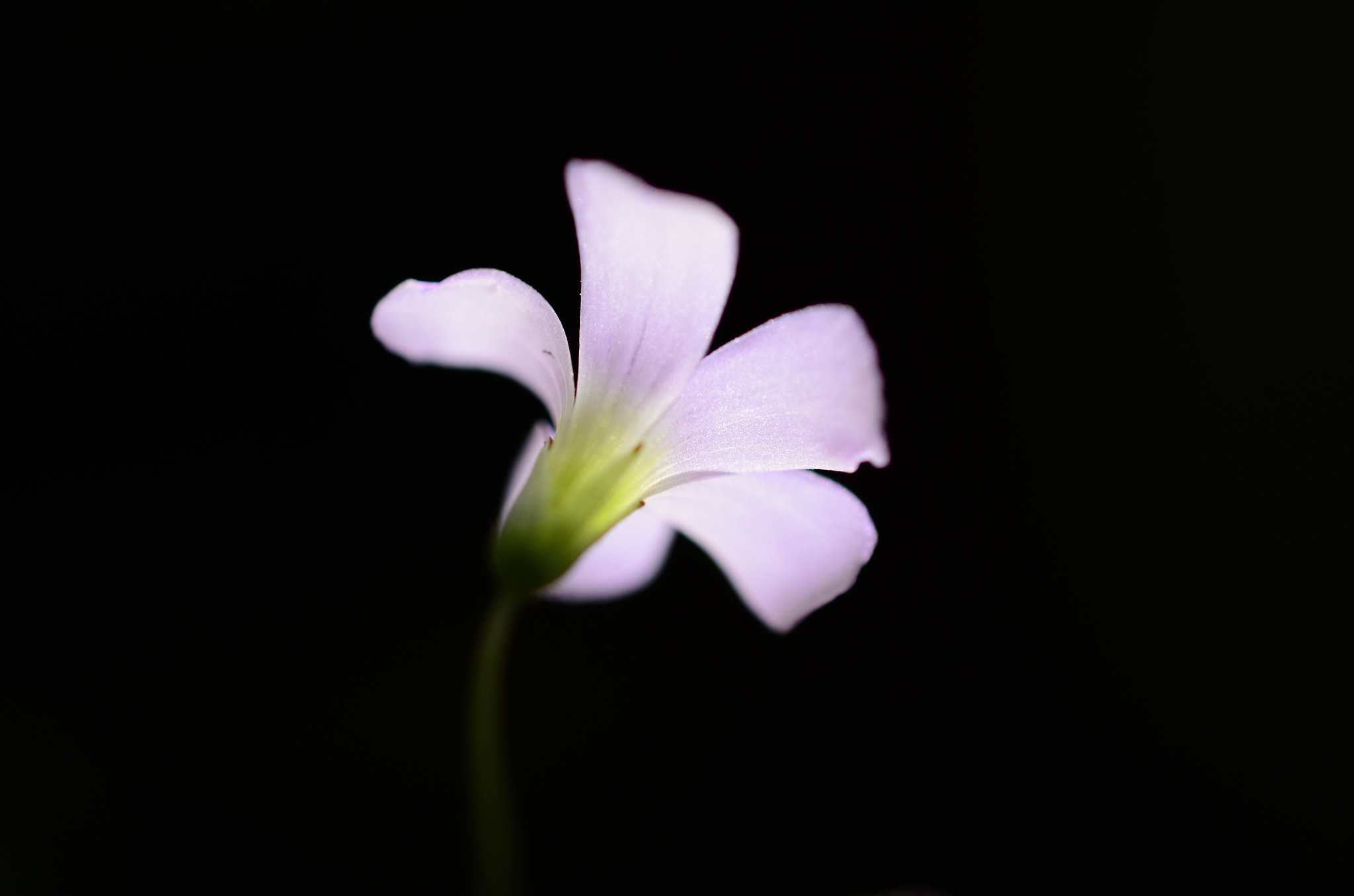 Nikon AF-S DX Micro Nikkor 40mm F2.8 sample photo. Glowing photography
