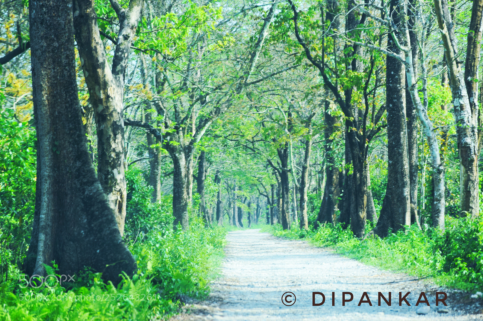 Nikon D5300 sample photo. Lonely street photography