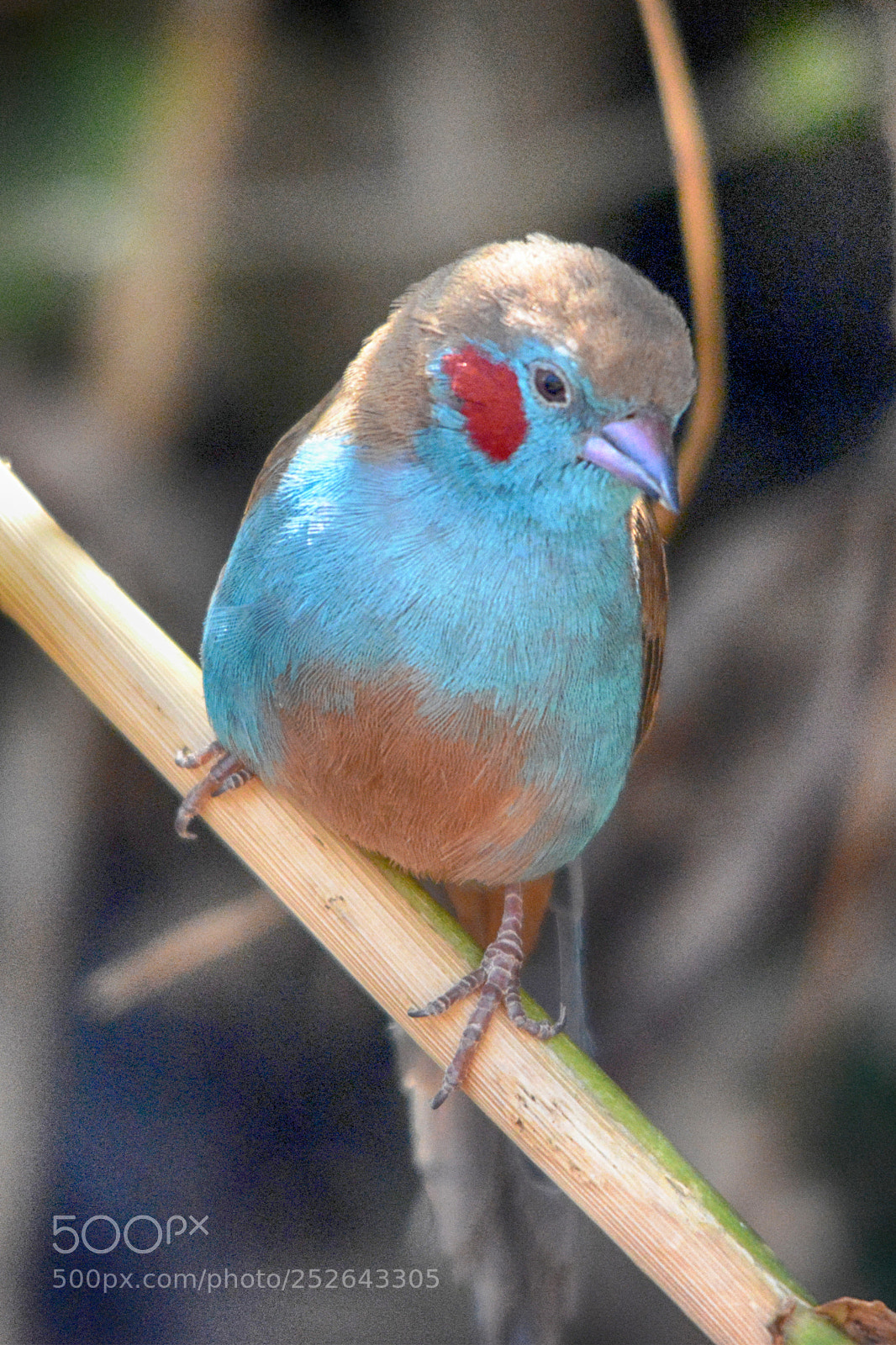 Nikon D5200 sample photo. The red-cheeked cordon-bleu, motylik photography