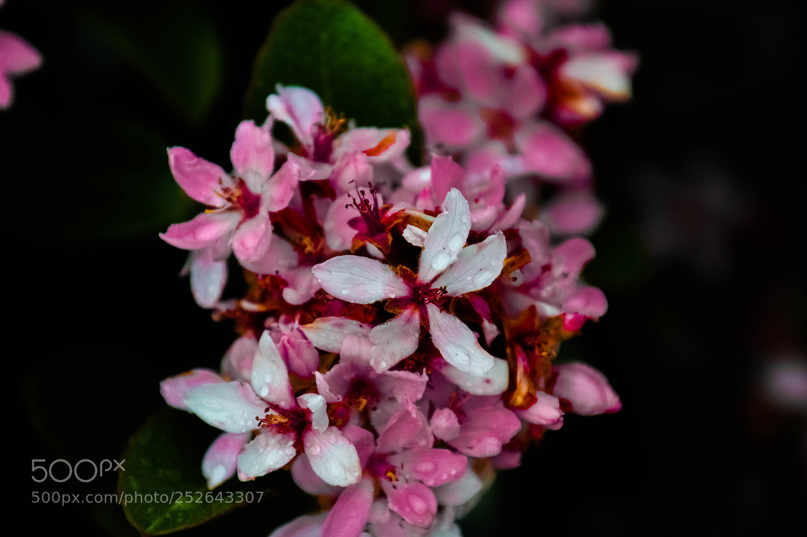 Nikon D3100 sample photo. Bokeh flower photography