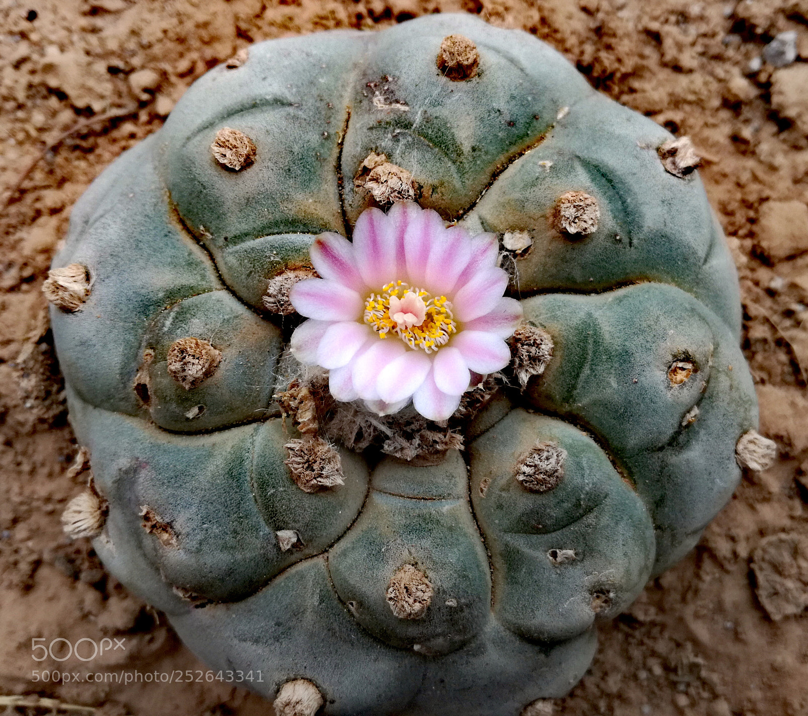 HUAWEI P9 LITE sample photo. Peyote photography