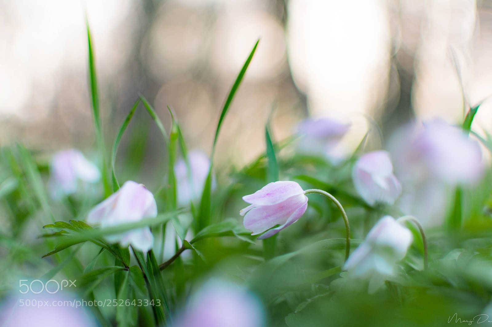 Nikon D5500 sample photo. Le retour du printemps ! photography