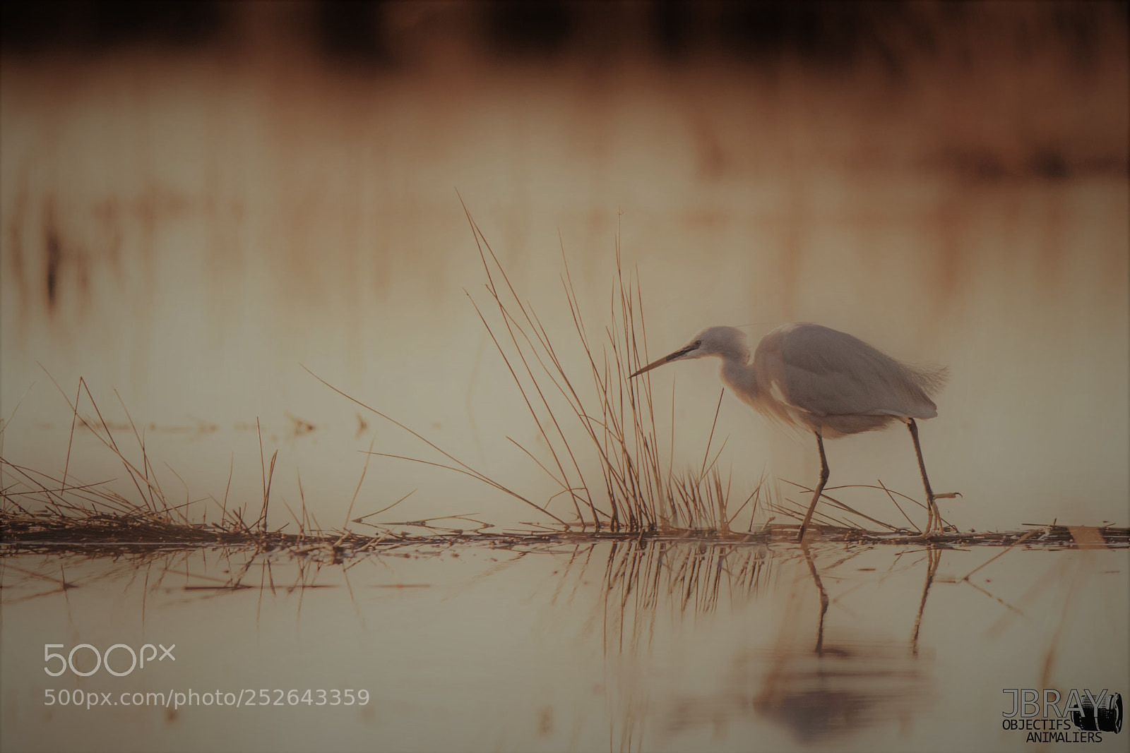 Nikon D7200 sample photo. Little egret photography
