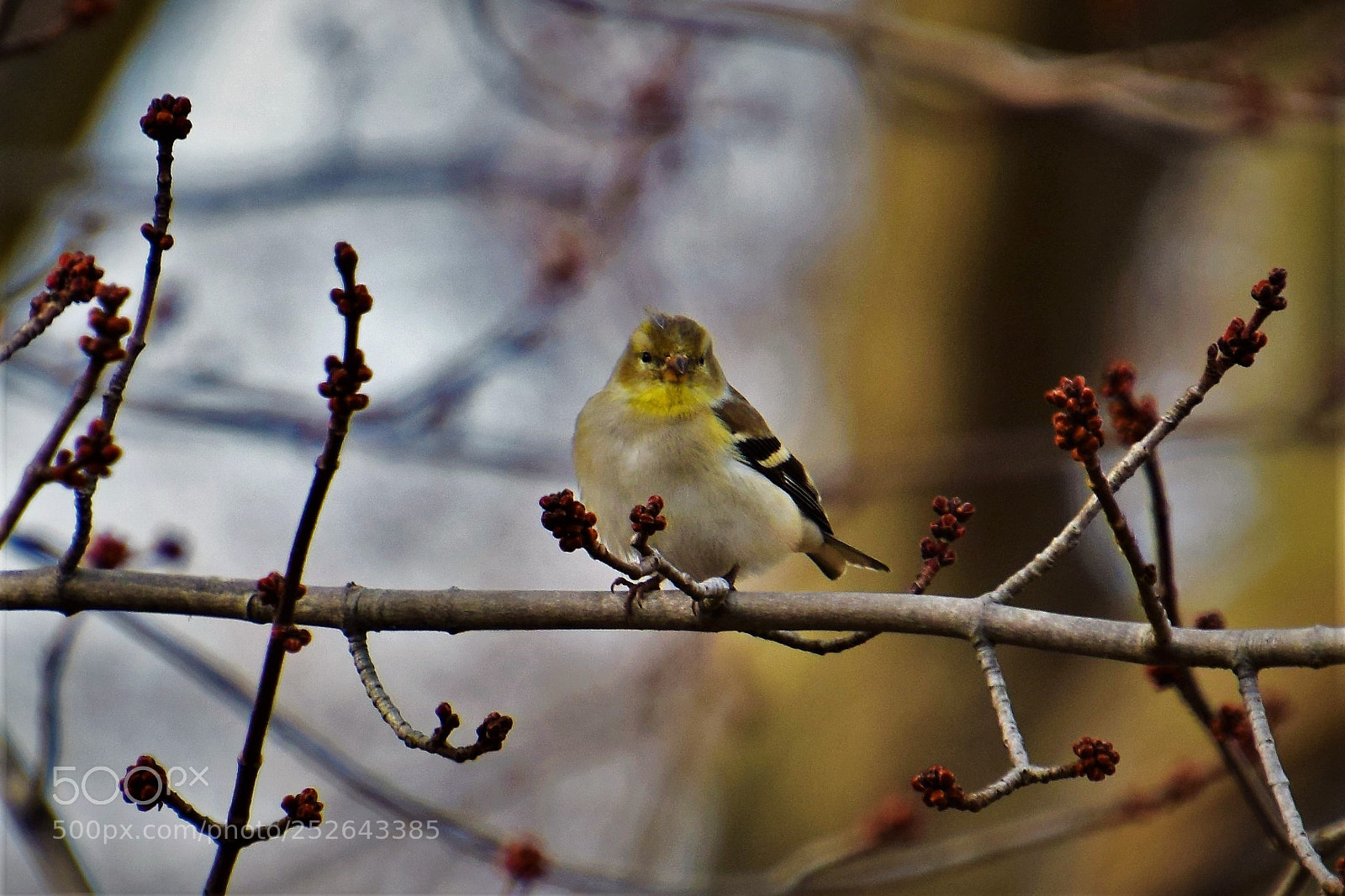 Nikon D5300 sample photo. Beauty. photography