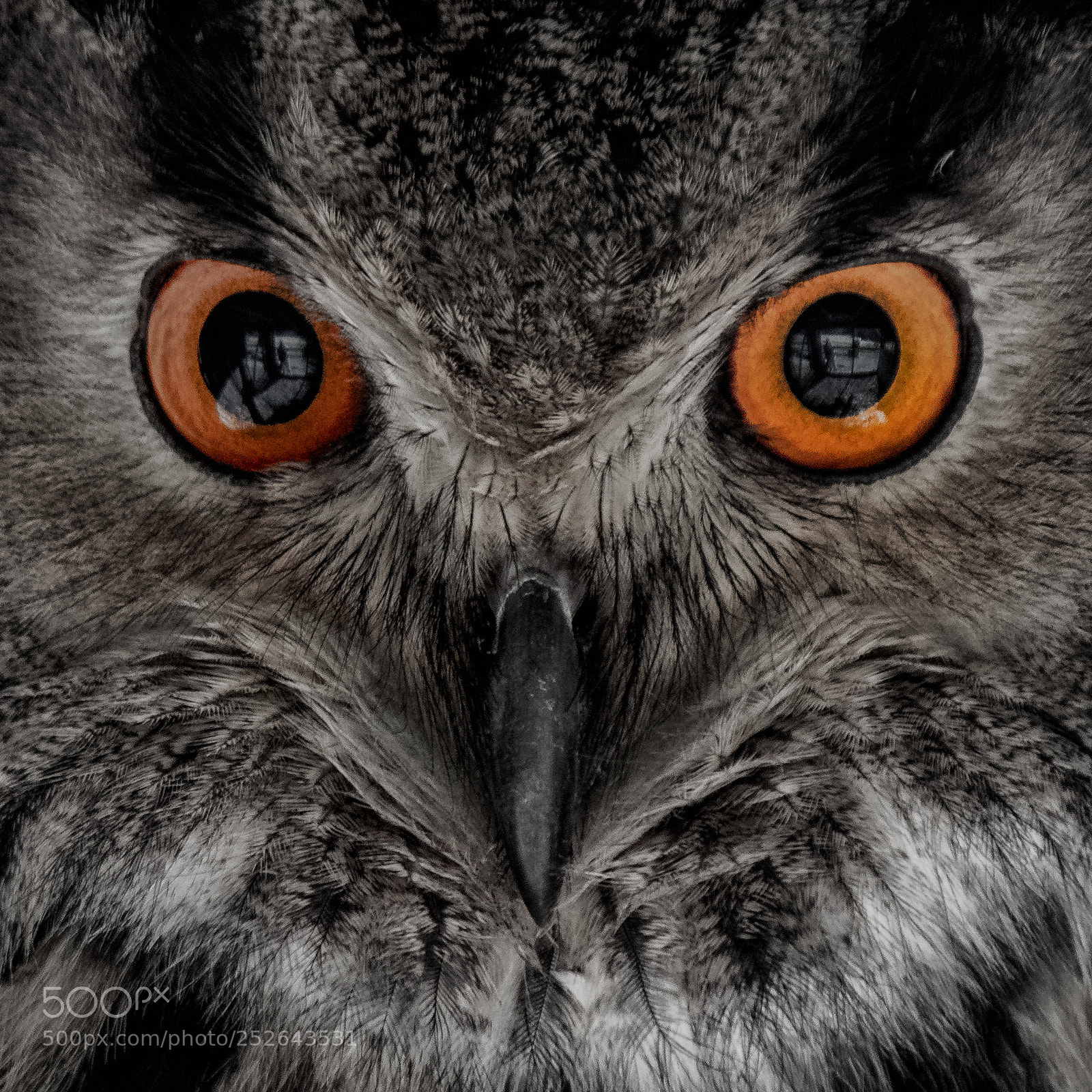 Canon EOS 77D (EOS 9000D / EOS 770D) sample photo. The stare photography