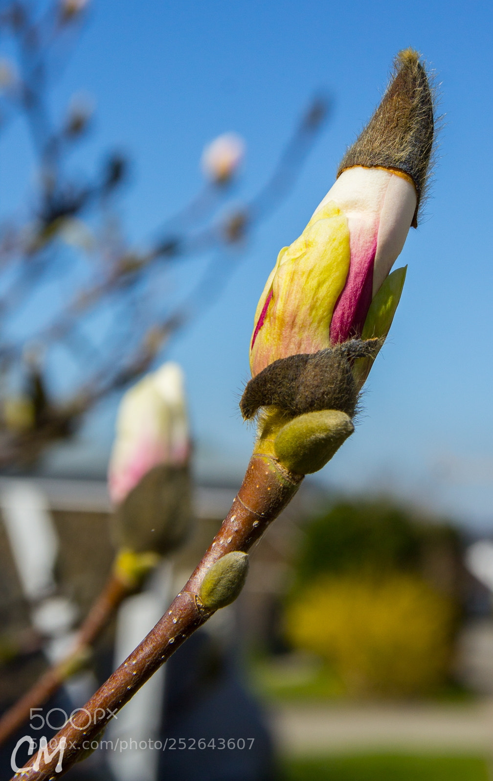 Canon EOS 1200D (EOS Rebel T5 / EOS Kiss X70 / EOS Hi) sample photo. Spring photography