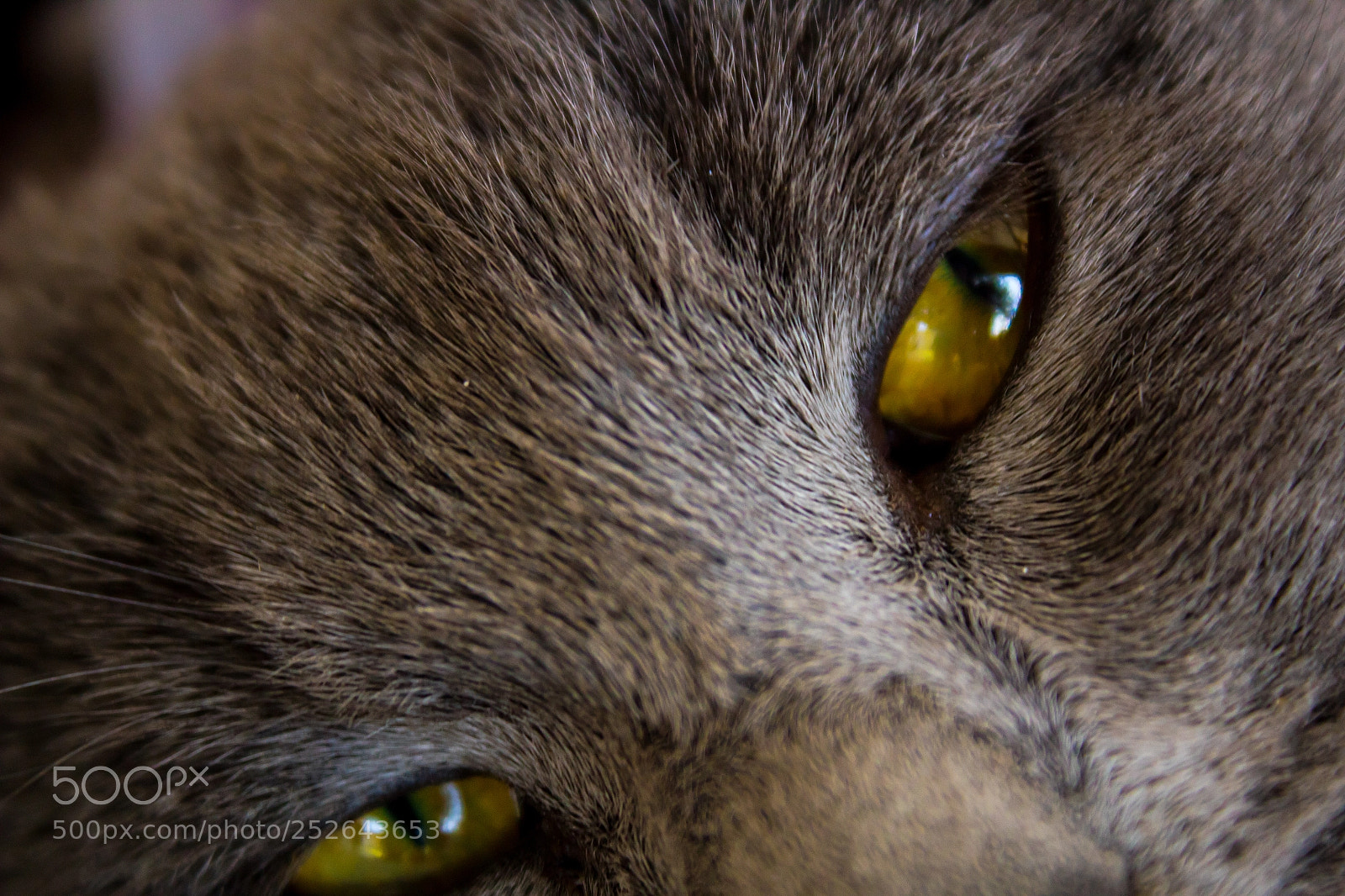 Canon EOS 1300D (EOS Rebel T6 / EOS Kiss X80) sample photo. Felis silvestris catus photography