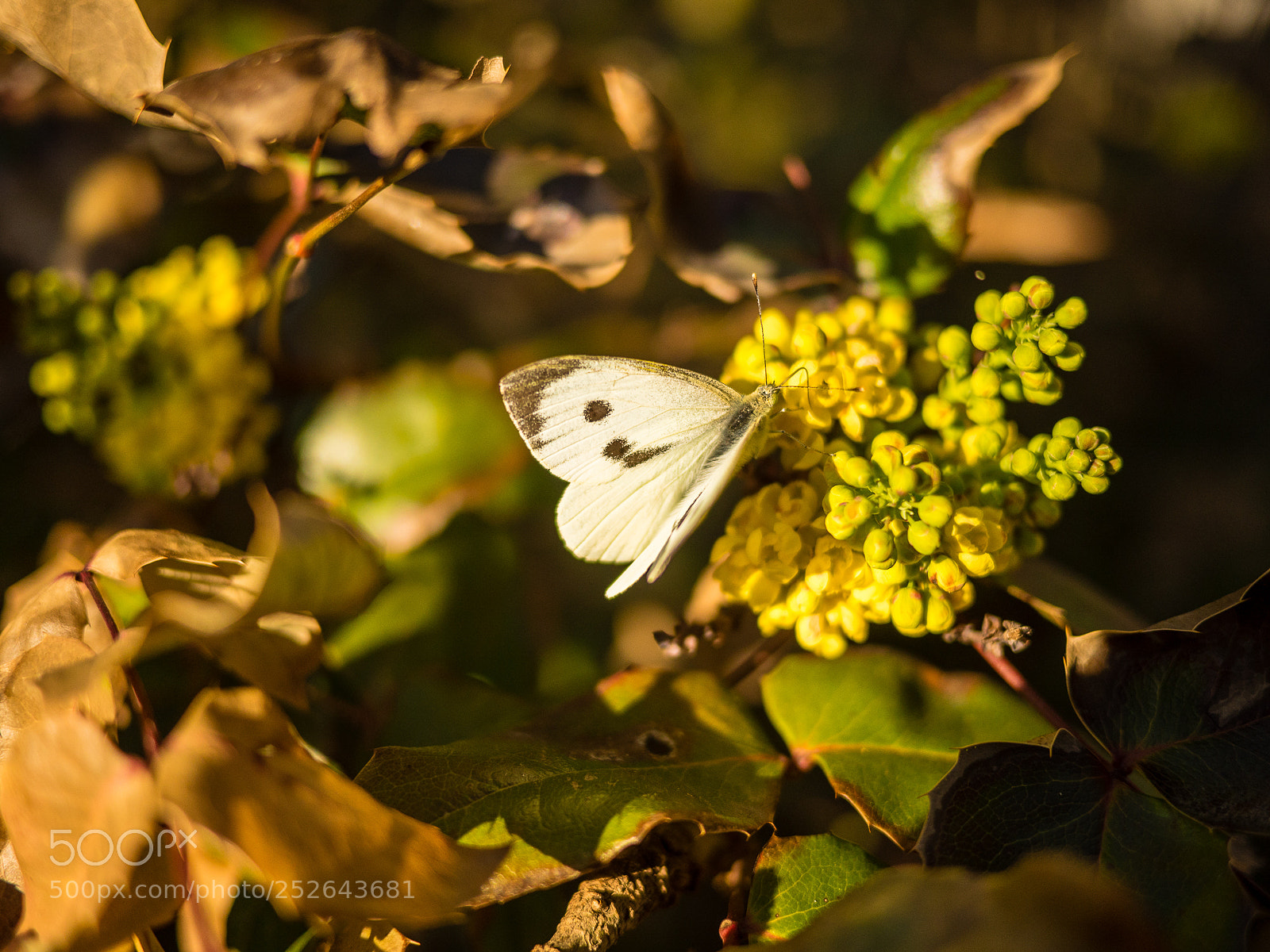 Panasonic Lumix DMC-GH4 sample photo. Heute photography