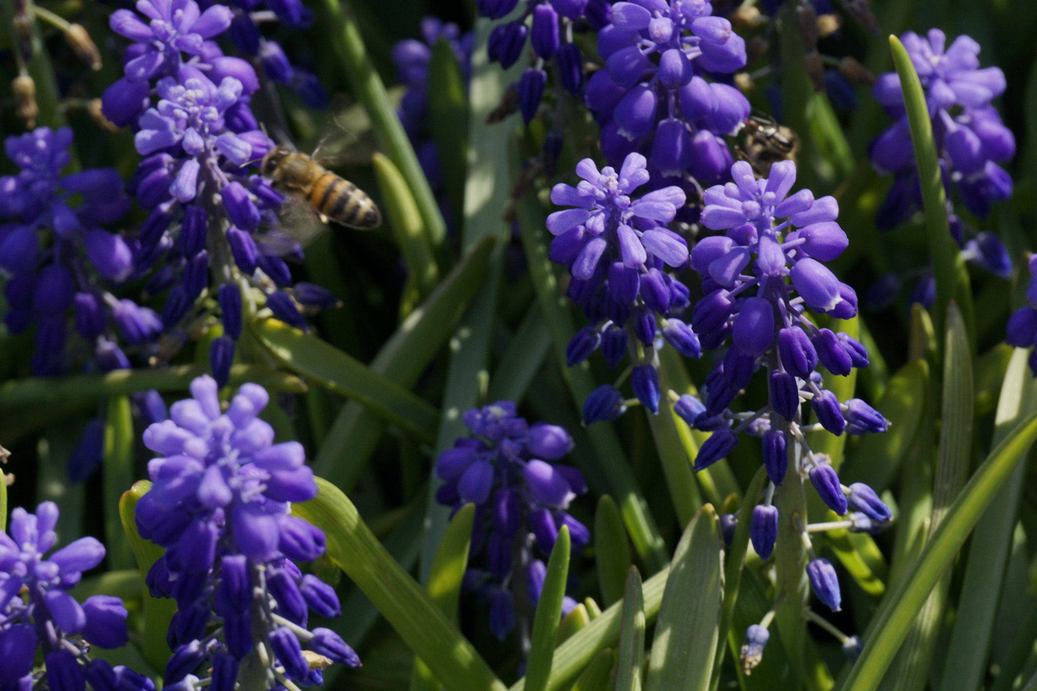 Sony E 55-210mm F4.5-6.3 OSS sample photo. Bees among lavenders photography