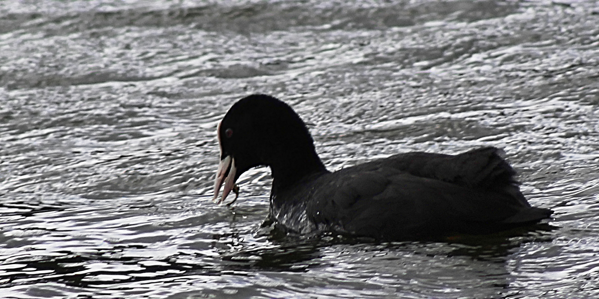 Coot catched a small fish