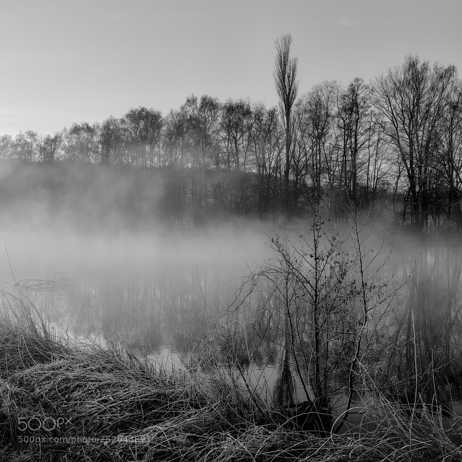Nikon D810 sample photo. Foggy photography