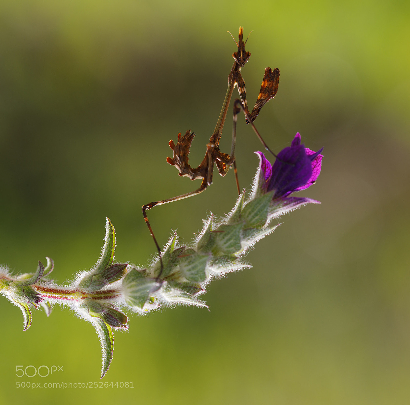 Canon EOS 5D Mark IV sample photo. Mantis photography