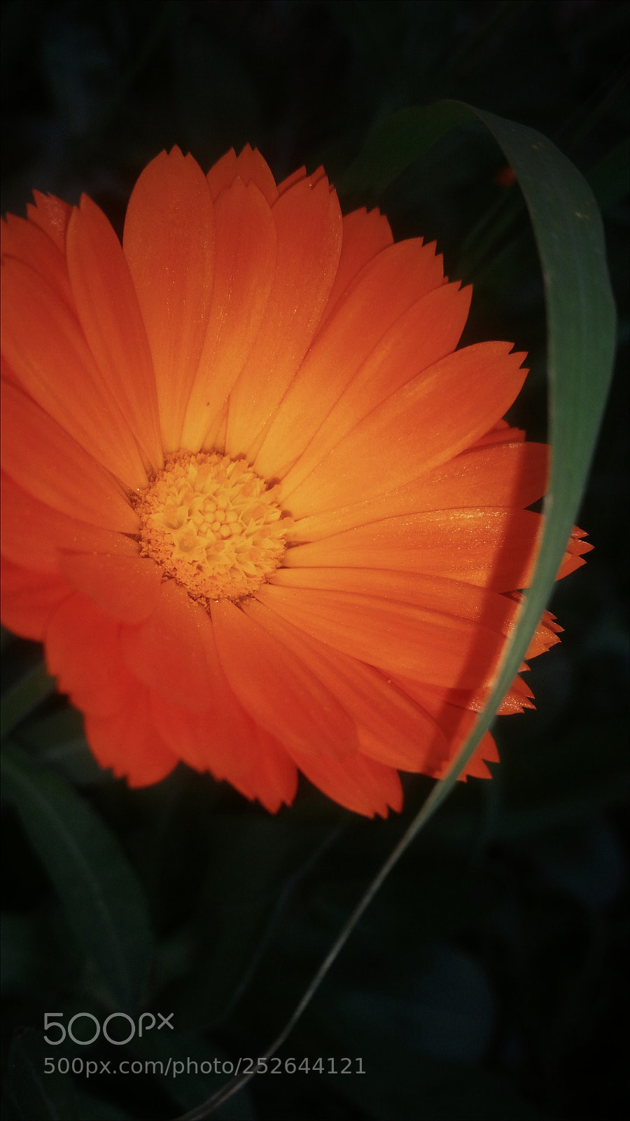 Samsung Galaxy S5 sample photo. Untitled photography