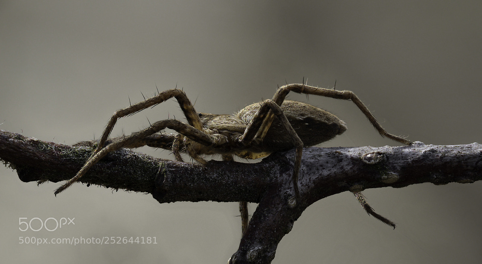 Olympus OM-D E-M1 Mark II sample photo. Spider #2 photography