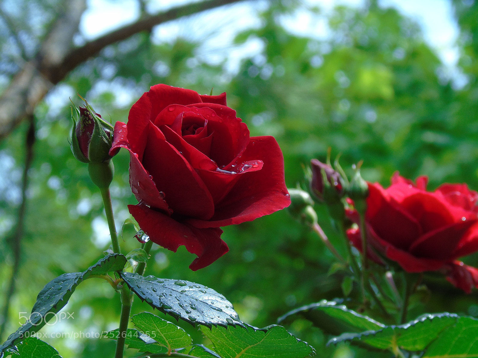 Sony Cyber-shot DSC-H400 sample photo. Rain photography