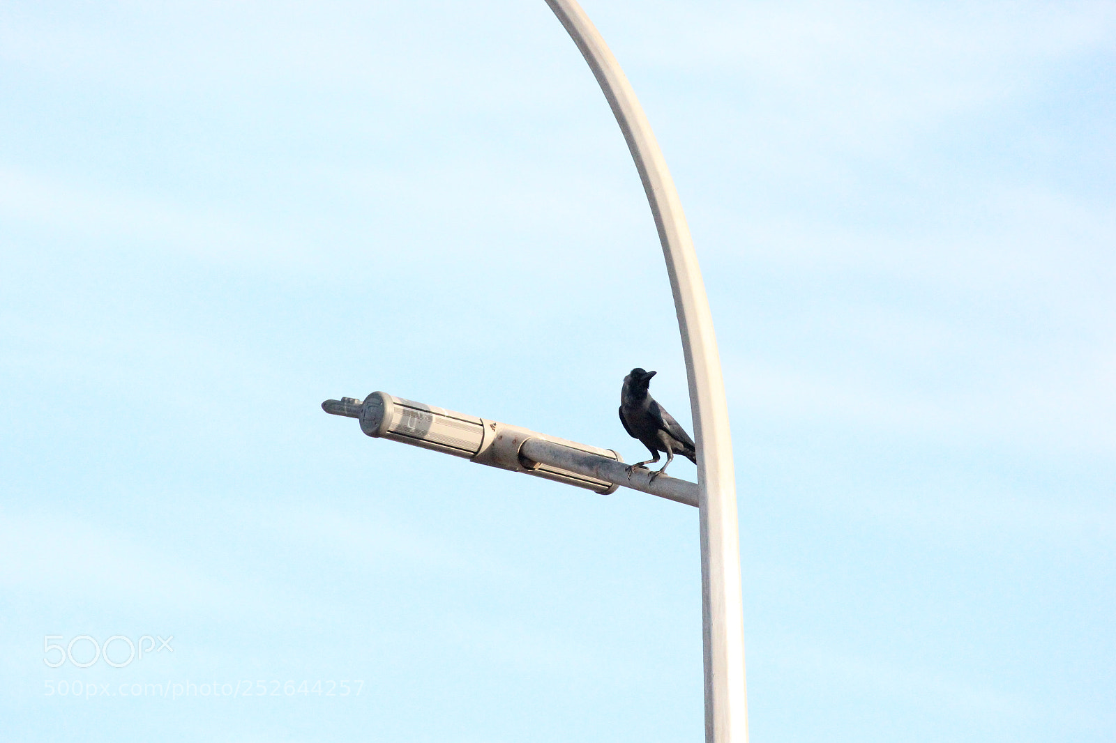 Canon EF-S 55-250mm F4-5.6 IS II sample photo. Birds photography