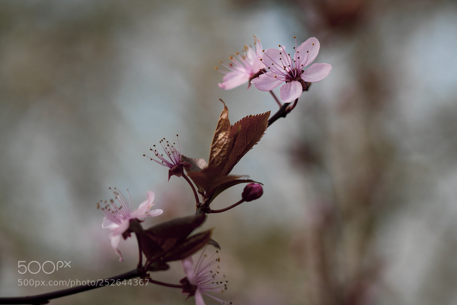 Olympus OM-D E-M1 sample photo. Blossom photography