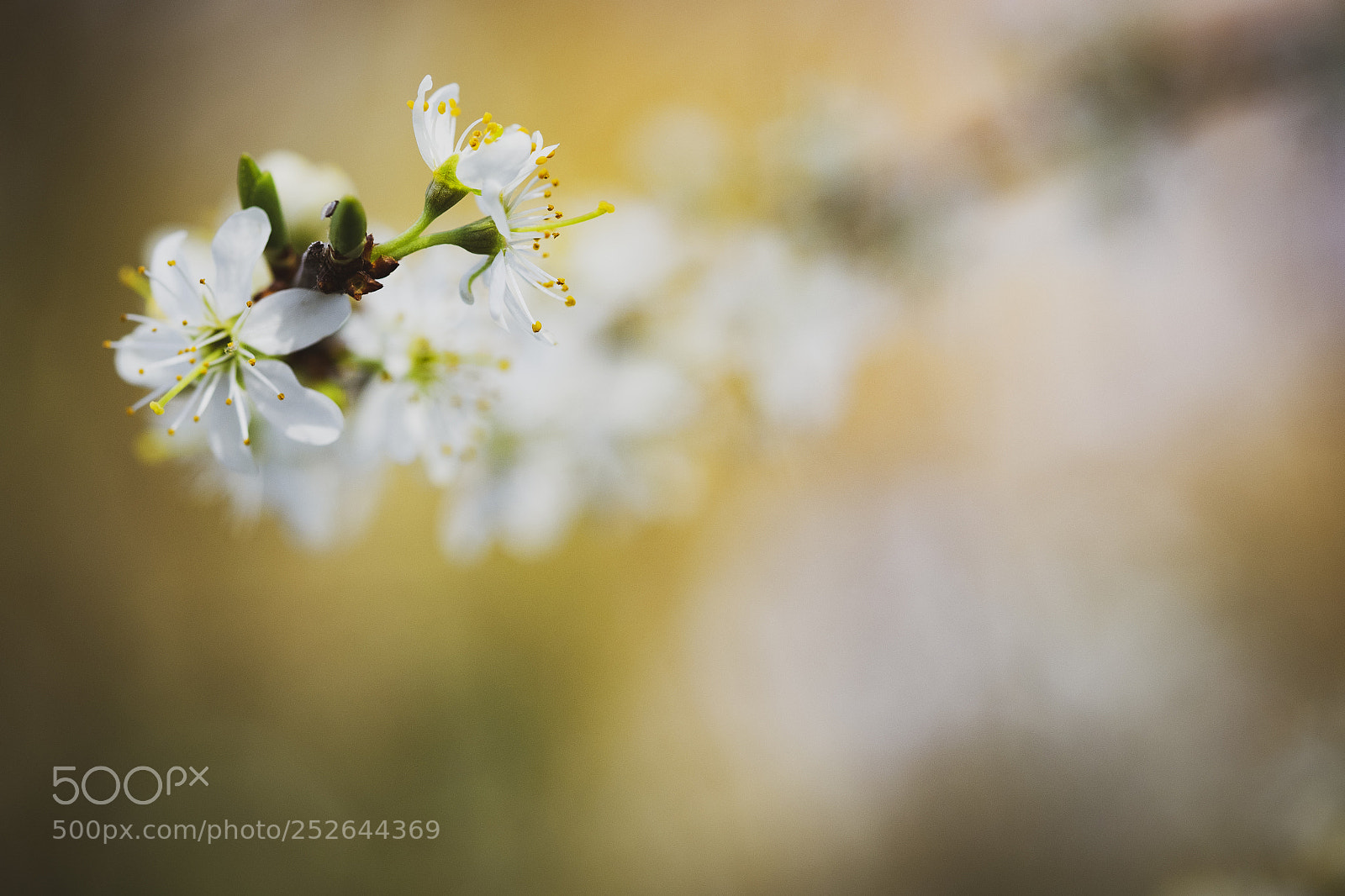 Olympus OM-D E-M1 sample photo. Blossom photography