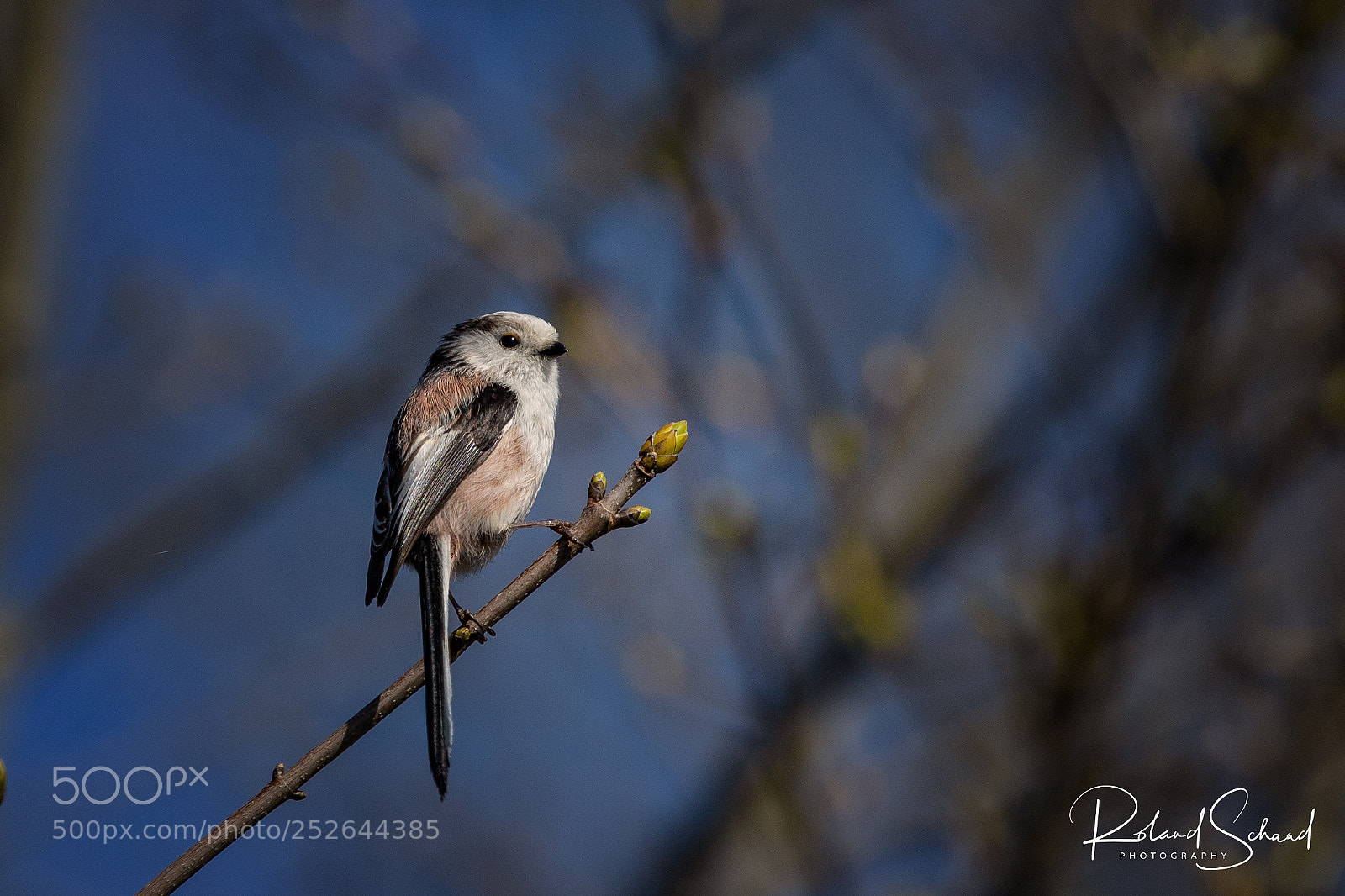 Canon EOS 7D Mark II sample photo. Schwanzmeise photography