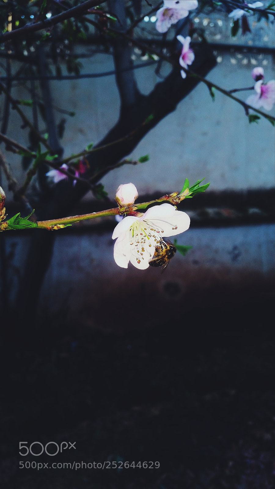 Samsung Galaxy S5 sample photo. Untitled photography