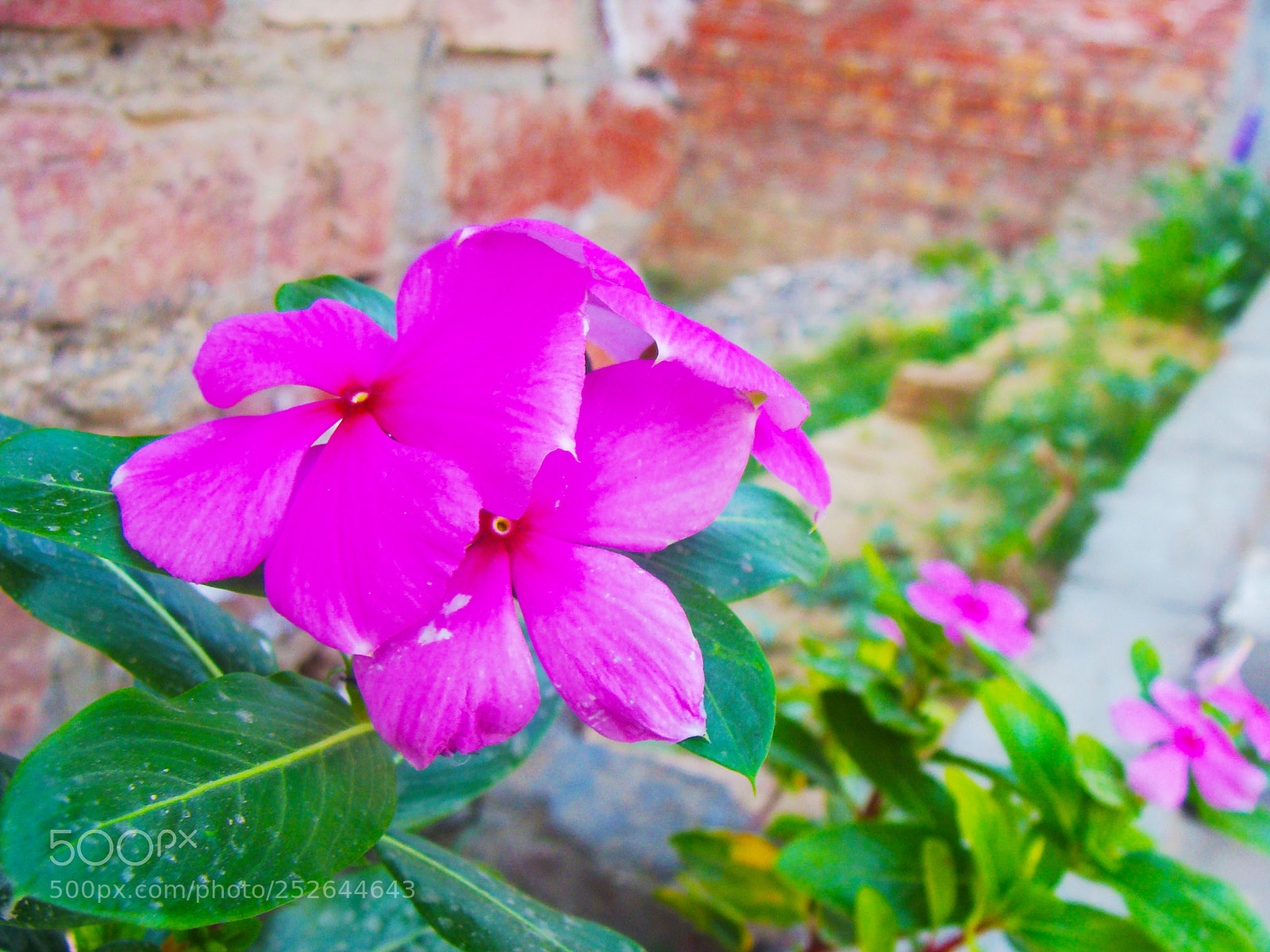 Sony DSC-H3 sample photo. Pink flowers photography