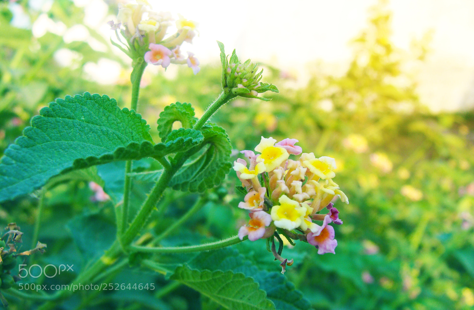 Sony DSC-H3 sample photo. Bright flowers photography