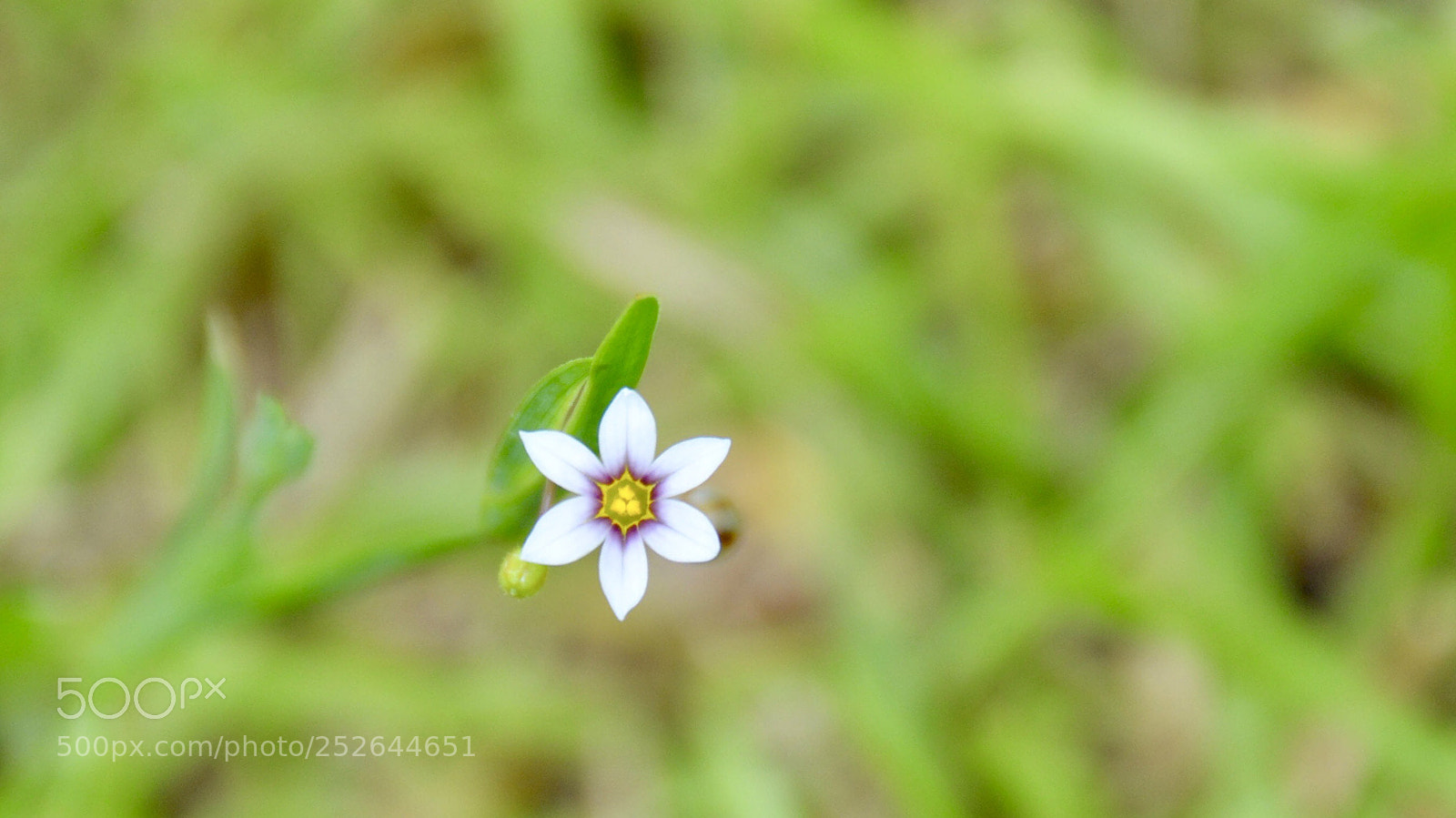 Nikon D7000 sample photo. Little flower photography