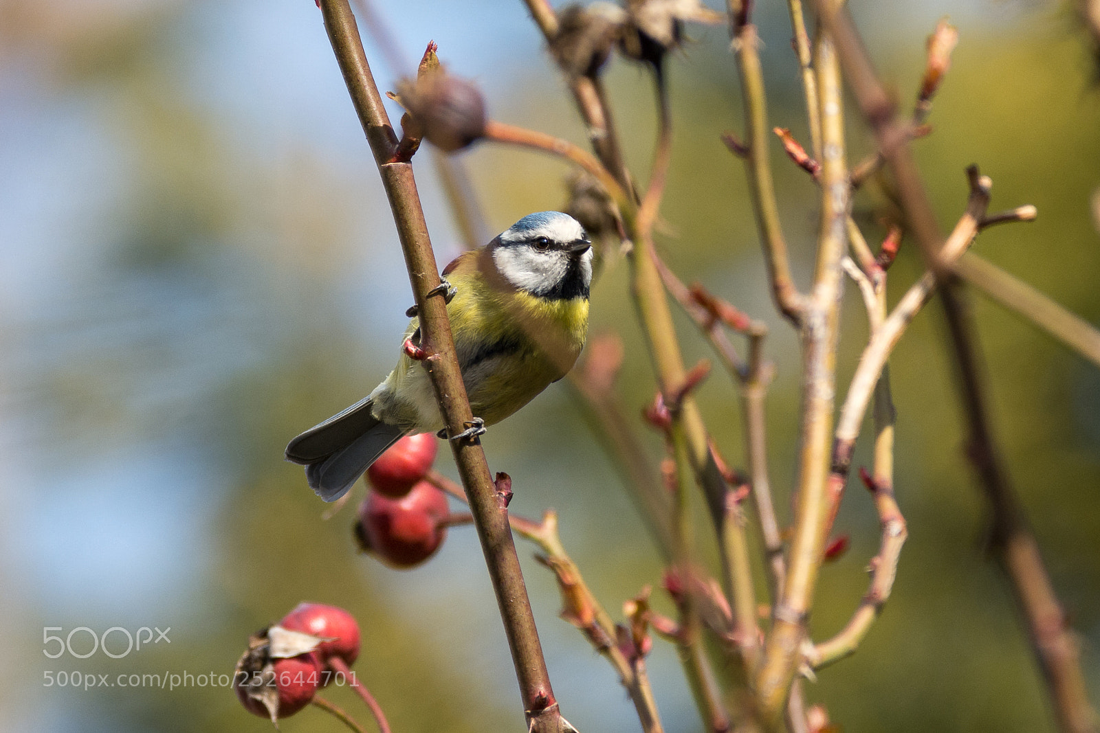 Nikon D7200 sample photo. Blue tit photography