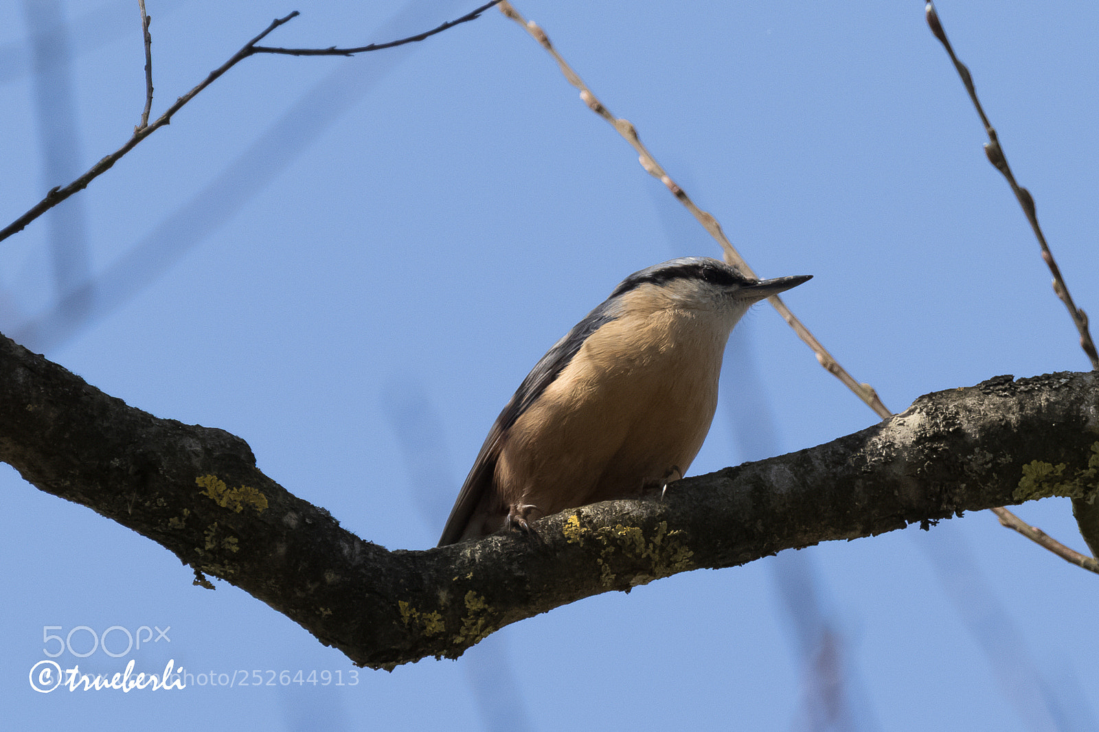 Canon EOS 7D Mark II sample photo. Kleiber (sitta europaea) photography