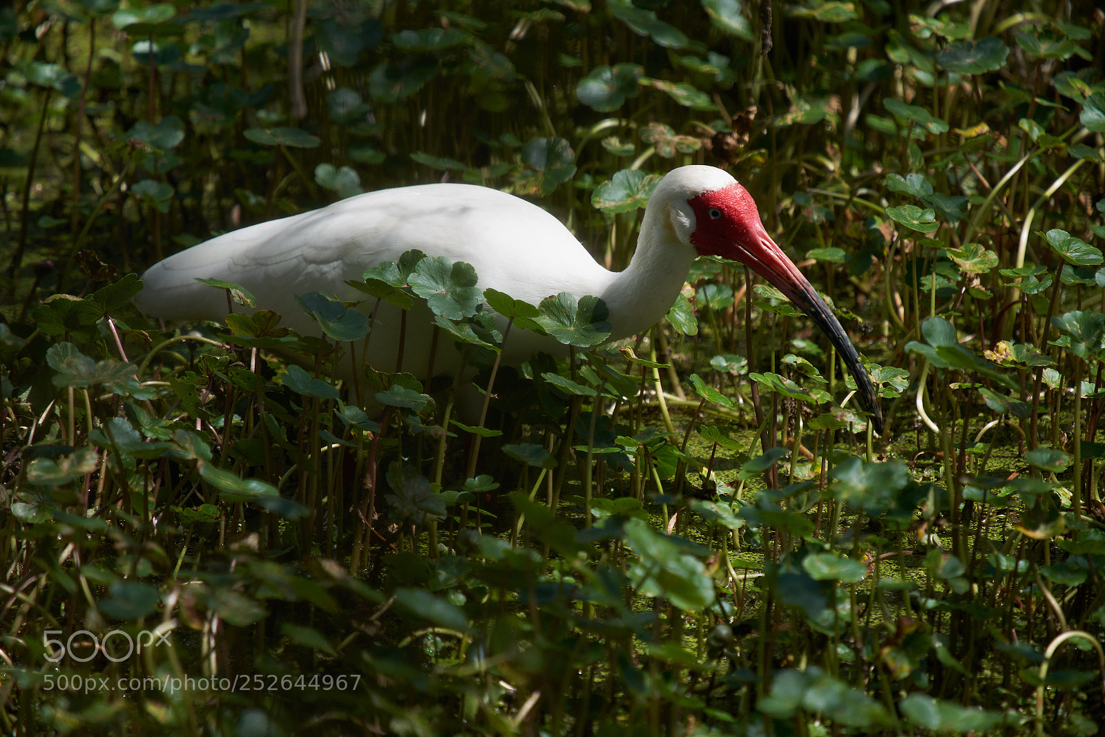 Sony a7R III sample photo. White ibis photography