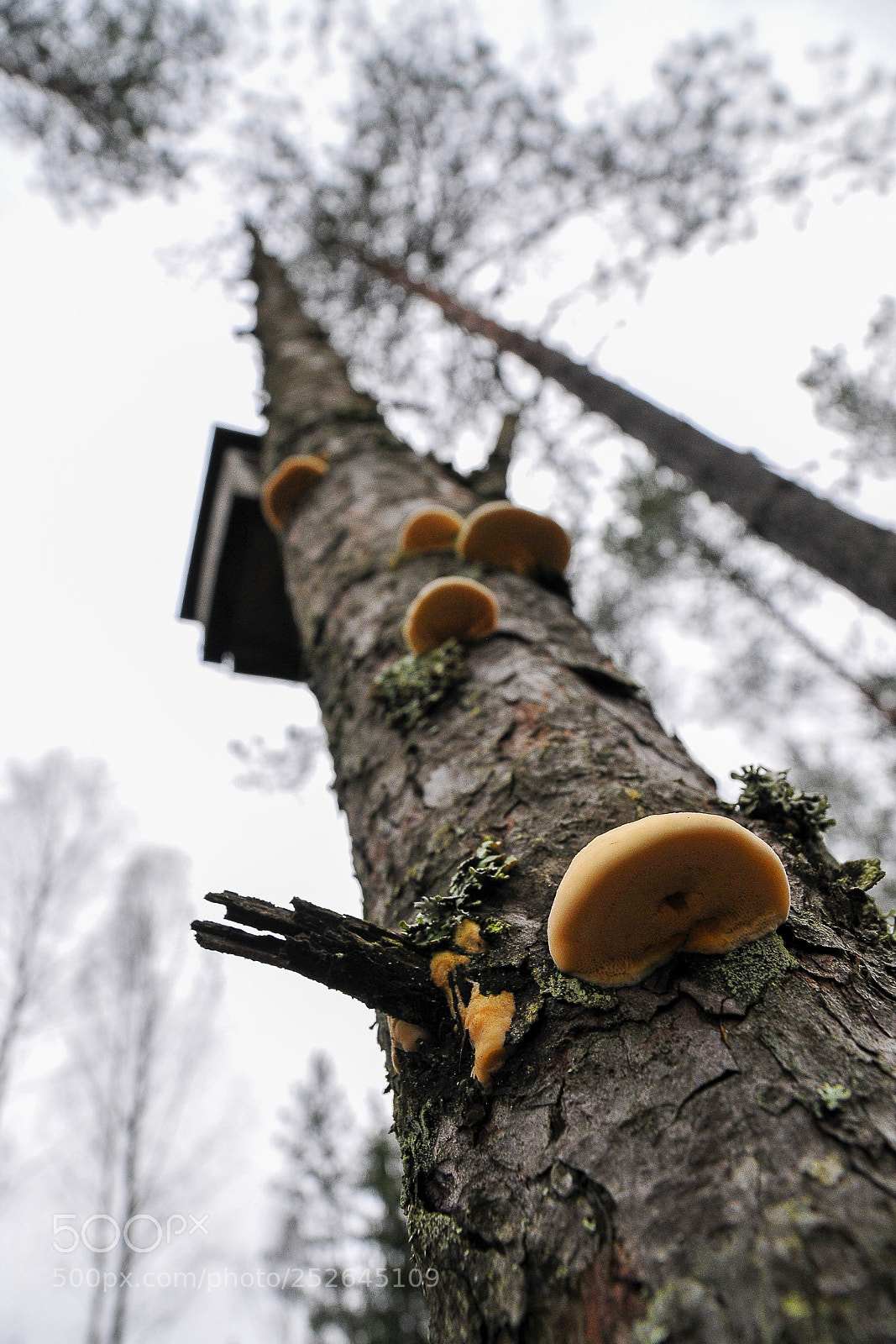 Nikon D300 sample photo. Close-up of a tree-fungus photography