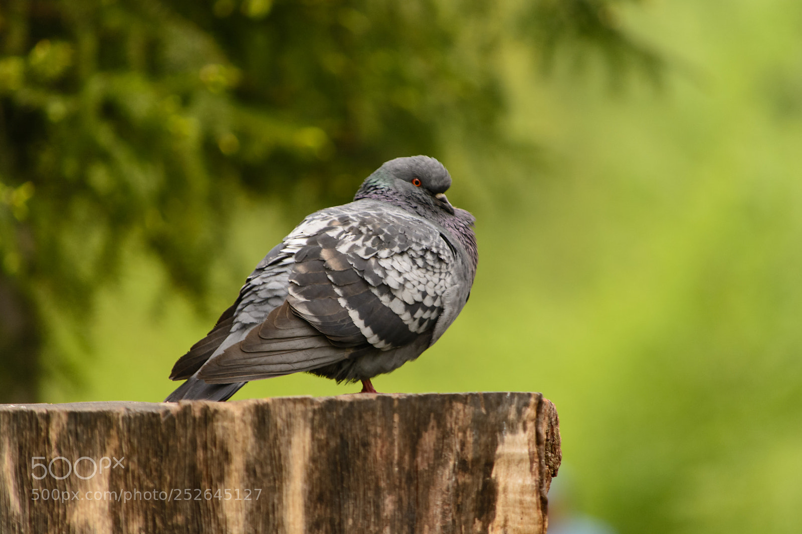 Nikon D5200 sample photo. Pigeon in the park photography