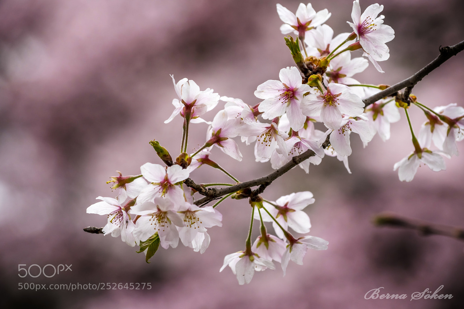 Nikon D5500 sample photo. Lost in pink photography
