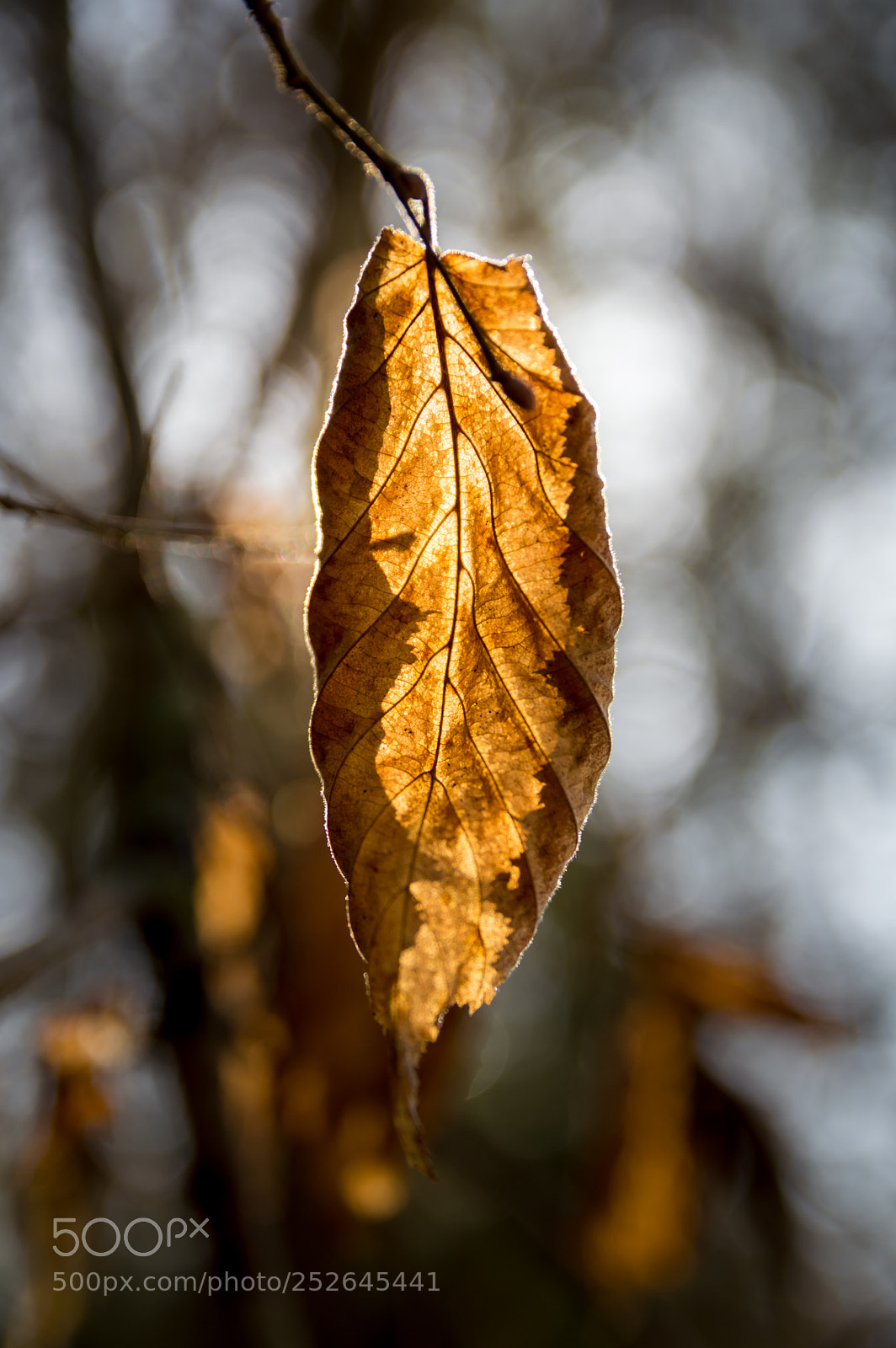Nikon D3200 sample photo. Sun-dried photography