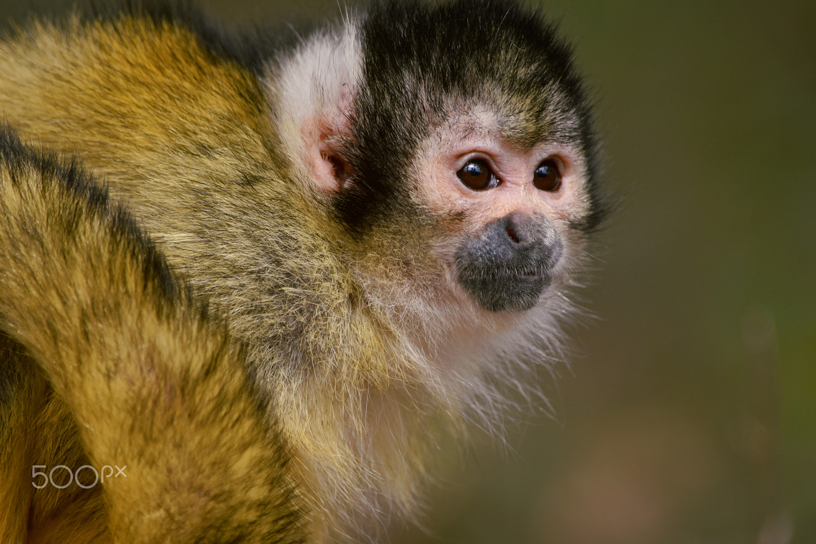 Nikon D5600 sample photo. Squirrel monkey apenheul photography