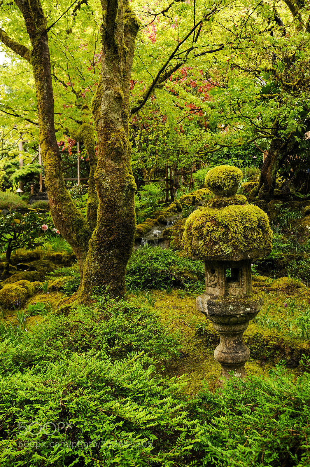 Nikon D300S sample photo. Moss pagoda photography