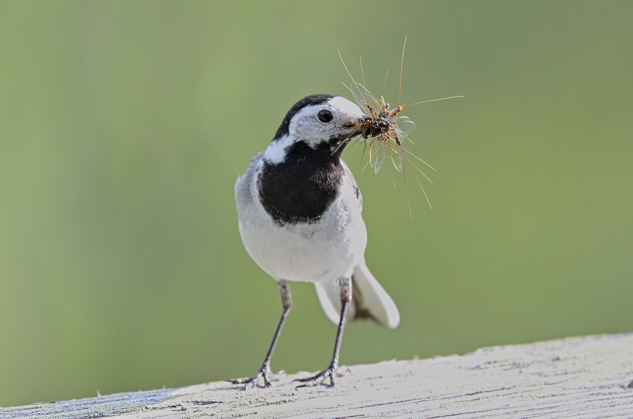 Nikon D7000 sample photo. Wagtail photography