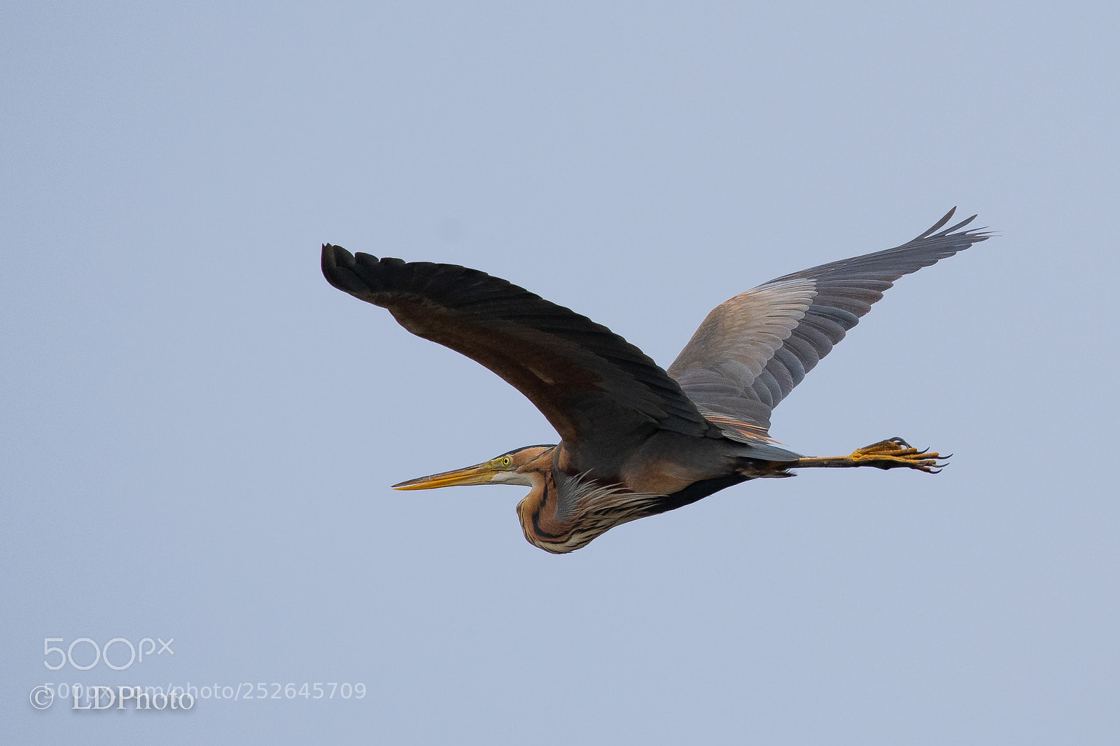 Nikon D500 sample photo. Red heron (ardea purpurea) photography