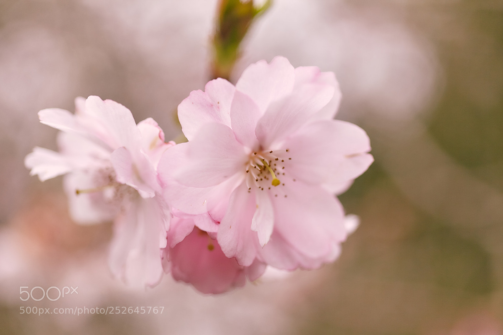 Canon EOS 5D Mark II sample photo. Blossom photography