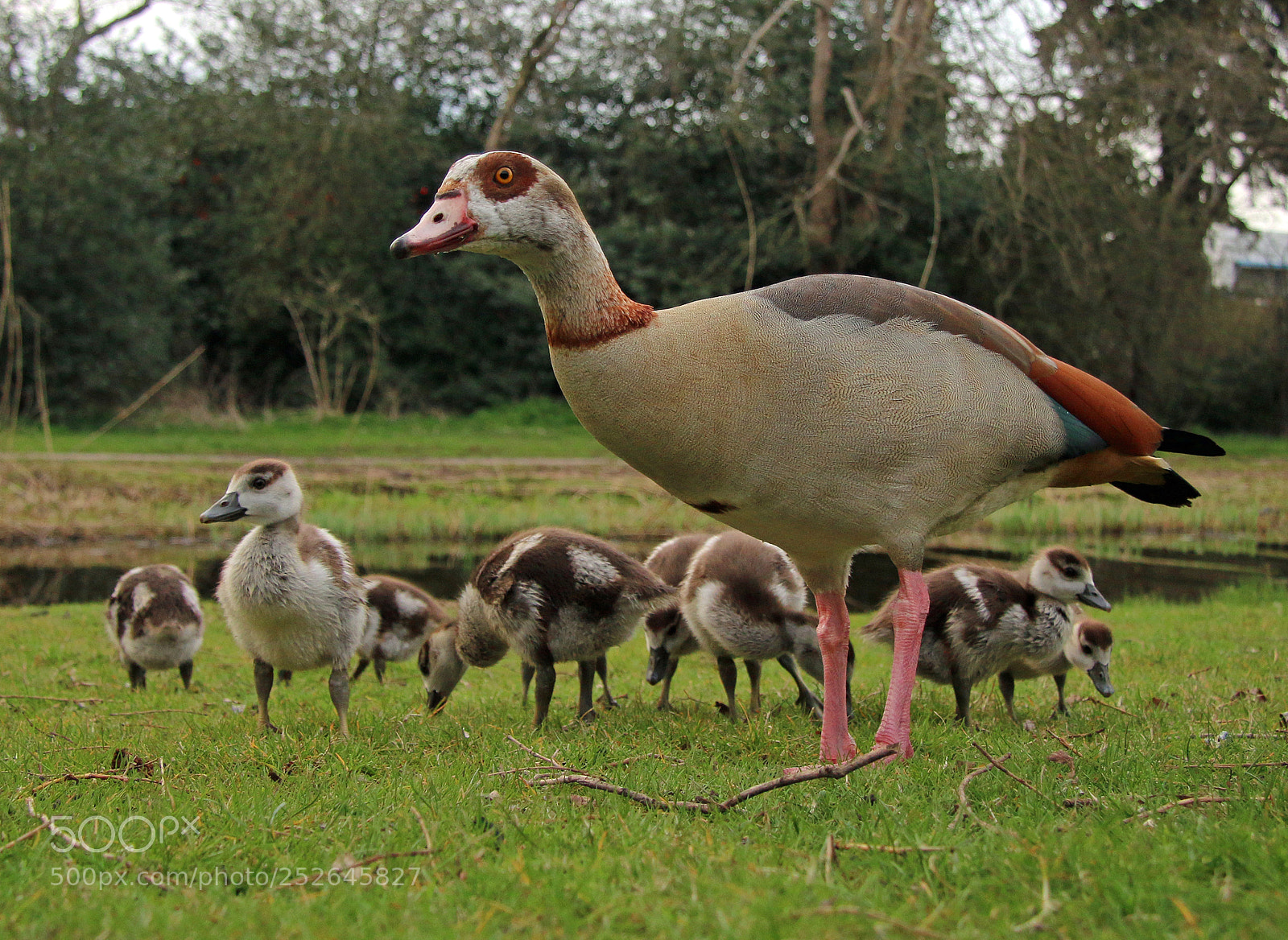 Canon EOS 70D sample photo. Nile goose with young photography