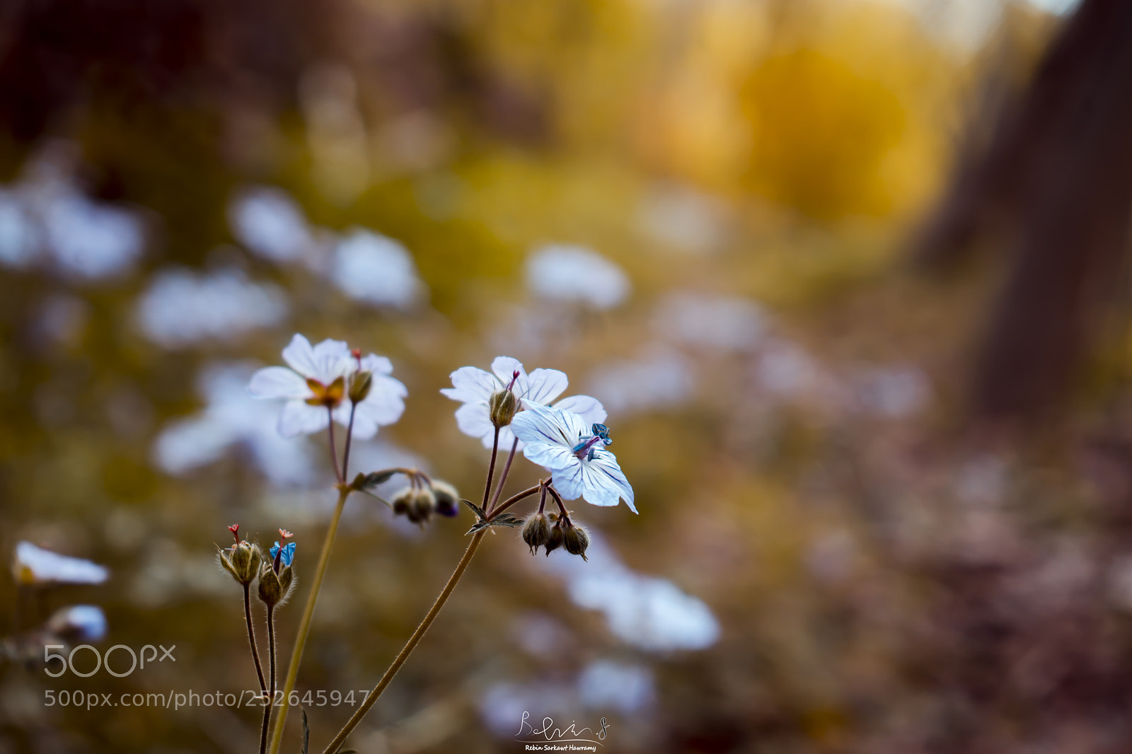 Sony a7 sample photo. Flower** photography