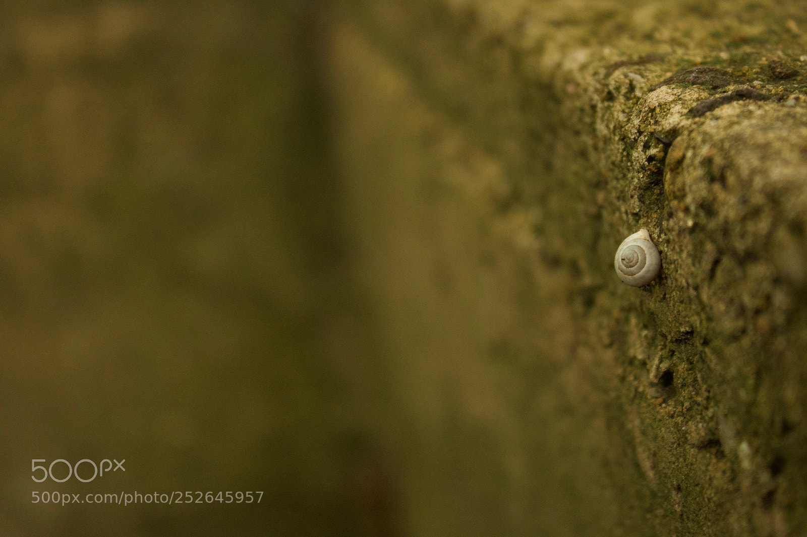Canon EOS 1300D (EOS Rebel T6 / EOS Kiss X80) sample photo. Bug on a wall photography