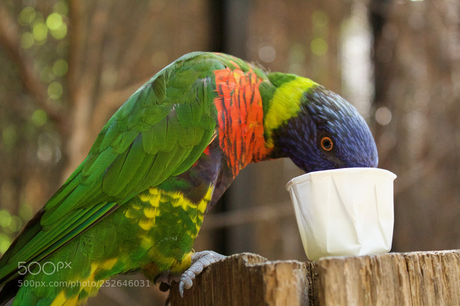 Canon EOS 1300D (EOS Rebel T6 / EOS Kiss X80) sample photo. Colorful bird enjoying a photography