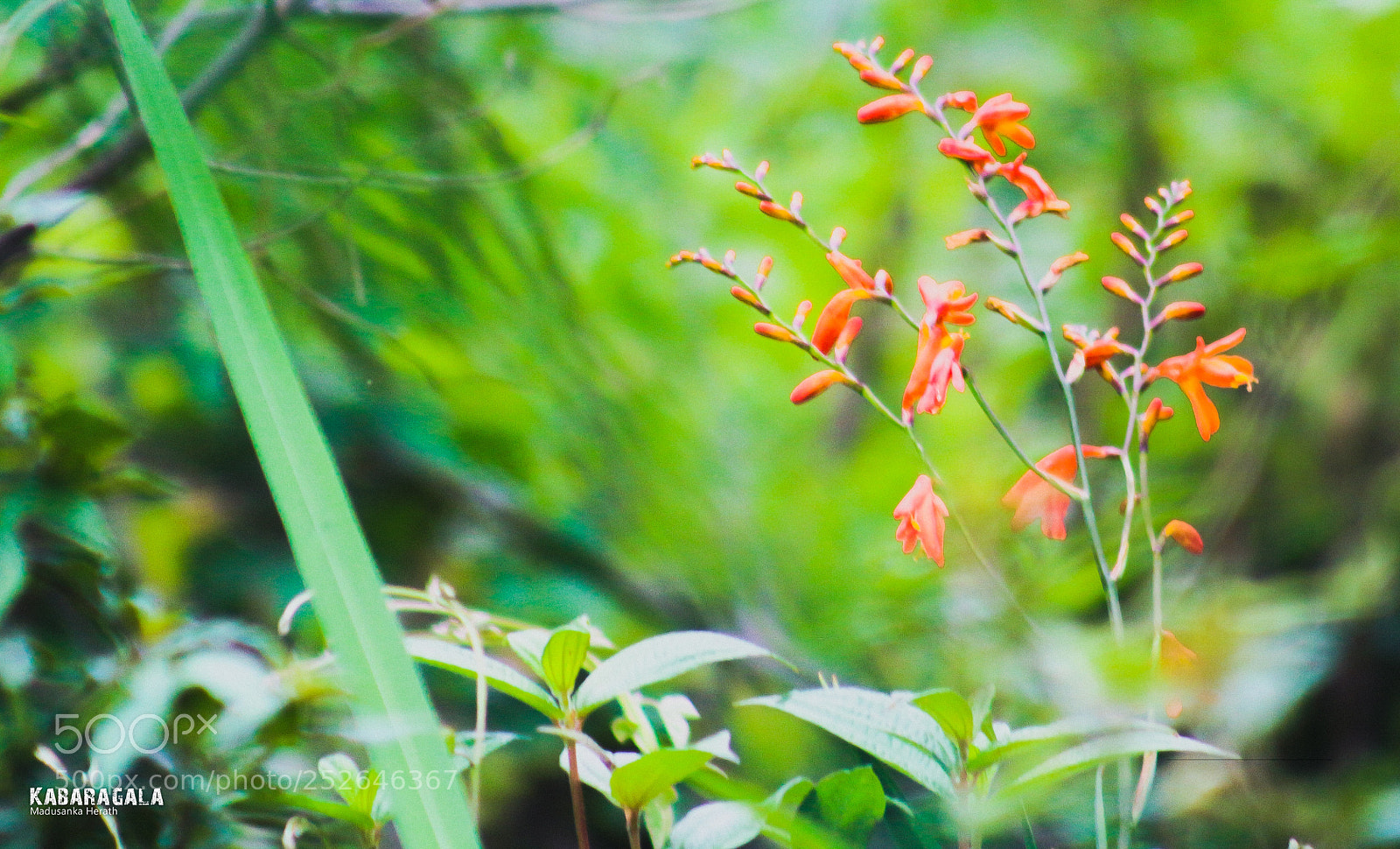 Canon EOS 650D (EOS Rebel T4i / EOS Kiss X6i) sample photo. The flower photography